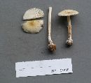 Amanita phalloides image